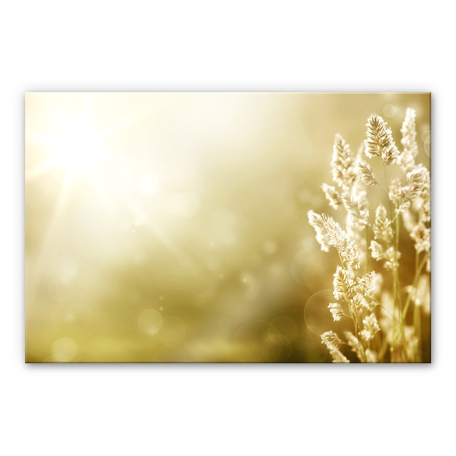 Acrylglasbild Sonniges Kornfeld