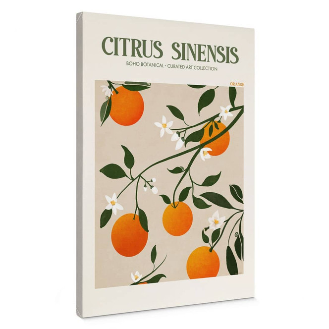 Leinwandbild Boho Orangenbaum - Citrus Sinensis - Tunaboylu