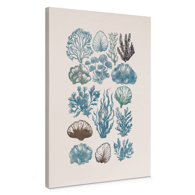 Leinwandbild Filigrane Algen und Muscheln | Unterwasserpflanzen - casa cartissi
