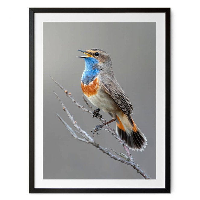 Poster Singendes Blaukehlchen - van Duijn