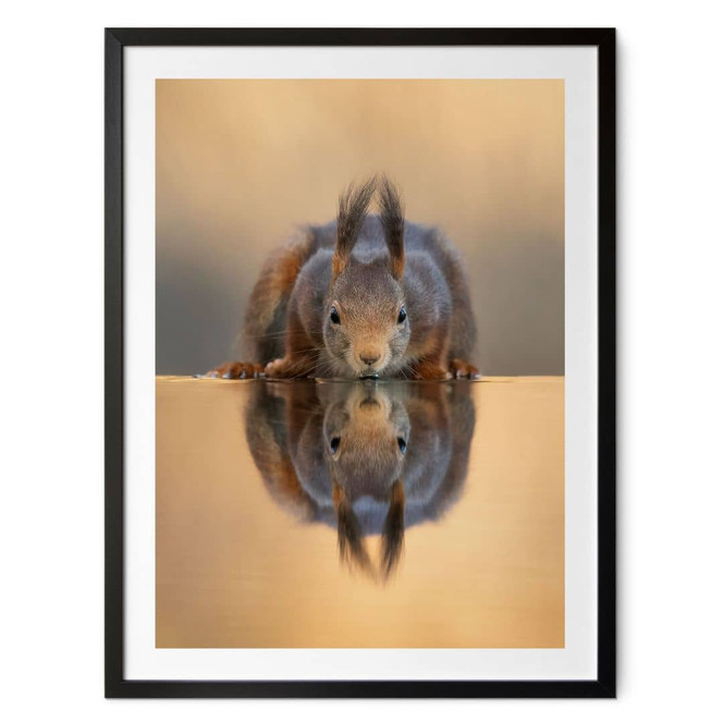 Poster Eichhörnchen am Wasser - van Duijn