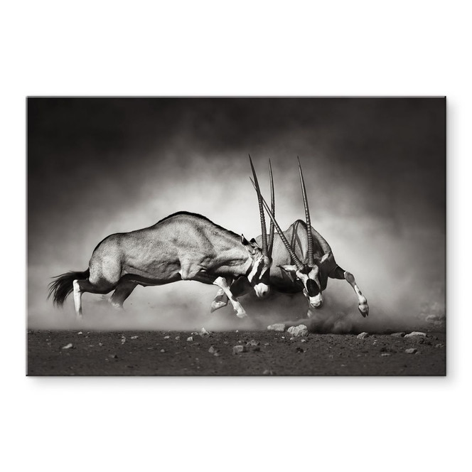 Acrylglasbild Das Duell