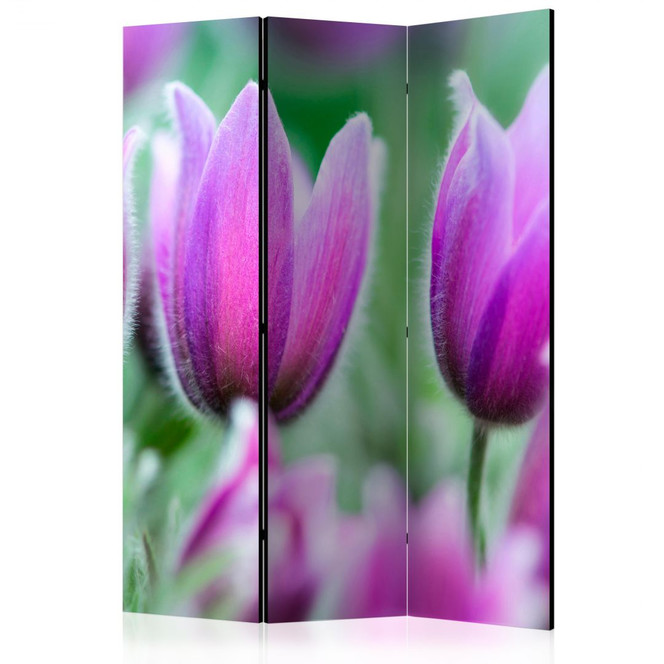 Paravent, Raumteiler freistehend, Trennwand - Violette Frühlingstulpen