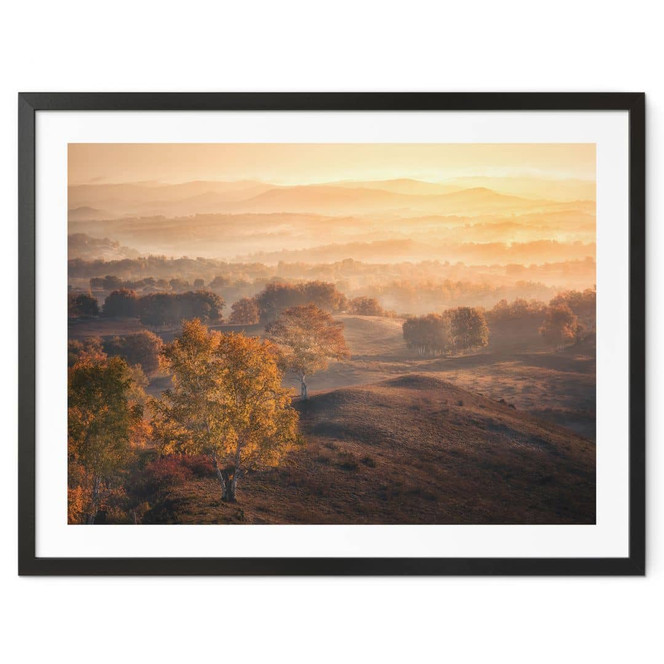 Poster Birkenbäume im goldenen Morgentau - Cui
