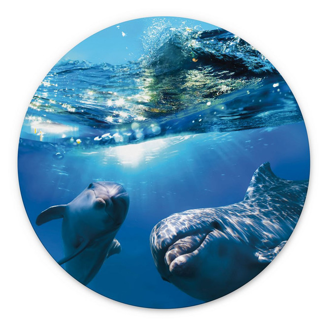 Wandbild Dolphins Underwater - Alu-Dibond Rund