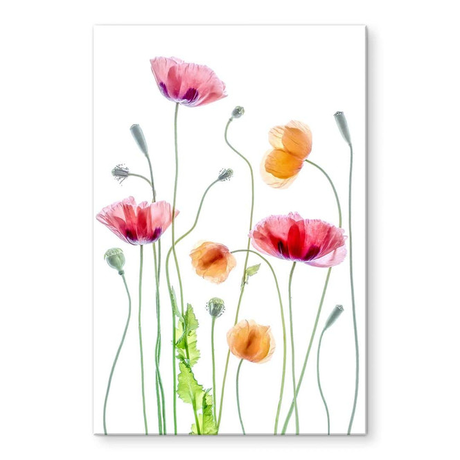 Acrylglasbild Blumen - Bunte Mohnblumen - Disher