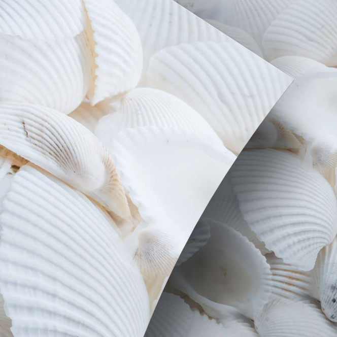 Möbelfolie Weisse Muscheln