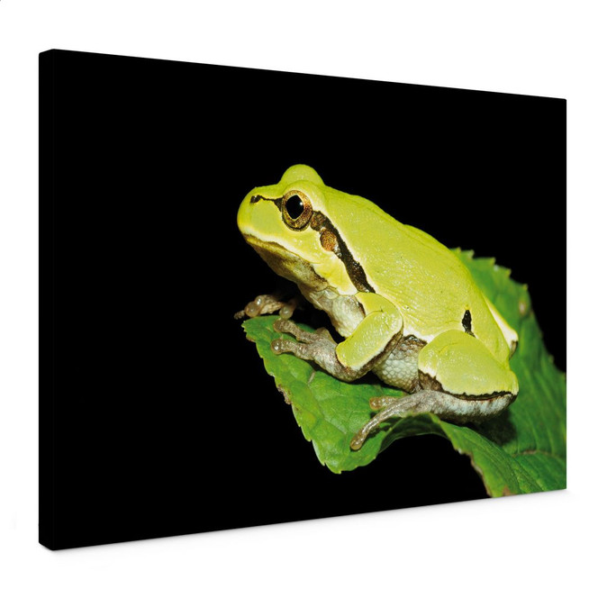 Leinwandbild Grüner Frosch