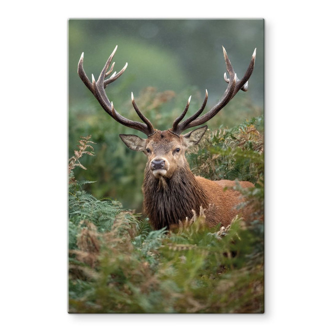 Glasbild Rothirsch - Wächter des Waldes - van Duijn