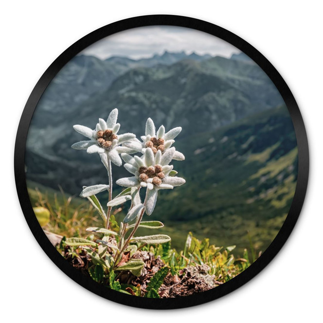 Poster Weisser Alpen-Edelweiss auf dem Berg - Rund