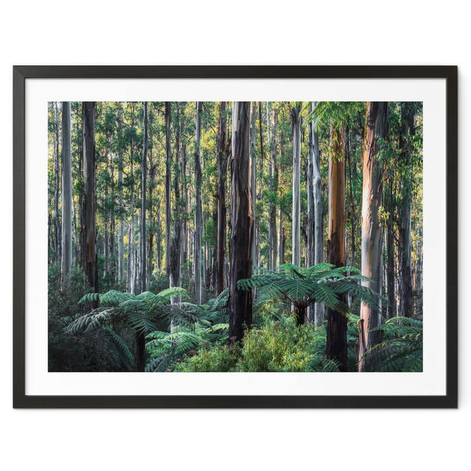 Poster Eukalyptuswald in den Yarra Ranges - Colombo