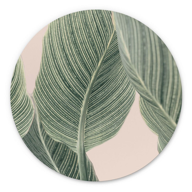 Alu-Dibond Calathea Pflanze - Sisi & Seb - Rund