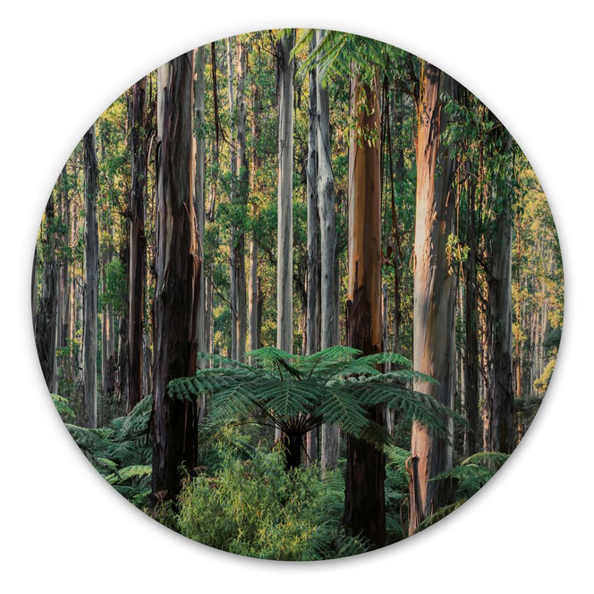 Holzbild Eukalyptuswald in den Yarra Ranges - Colombo - Rund