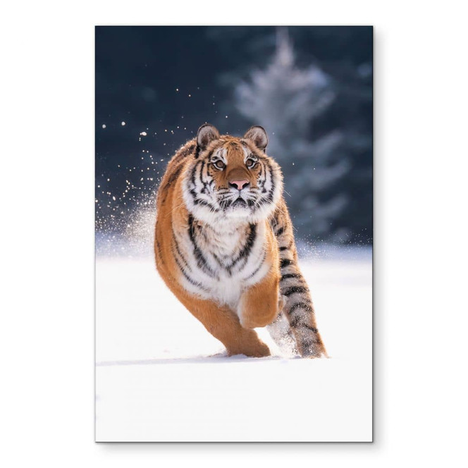 Wandbild Sibirischer Tiger im Schnee - van Duijn - Alu-Dibond