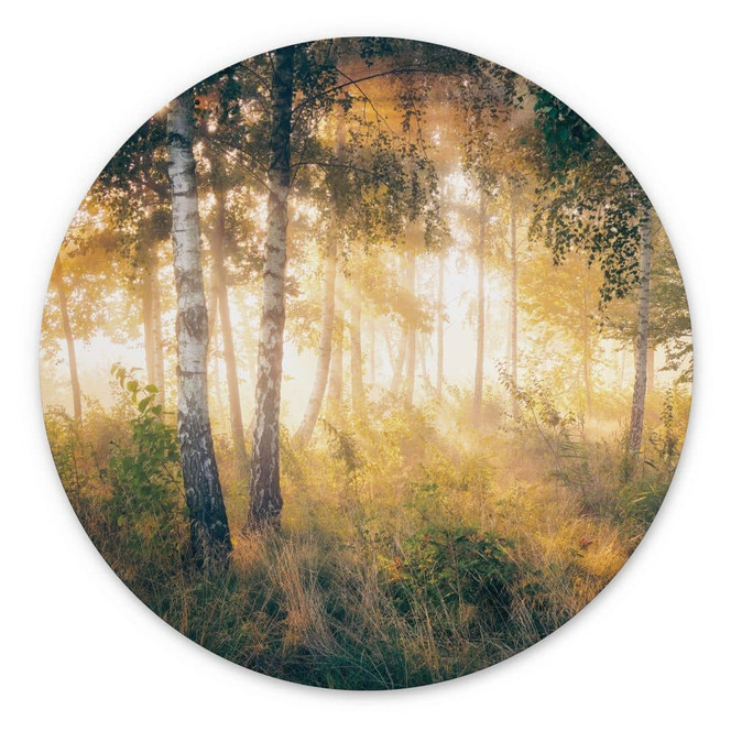 Wandbild Sonnenschein im Birkenwald - Alu-Dibond - Kado - Rund