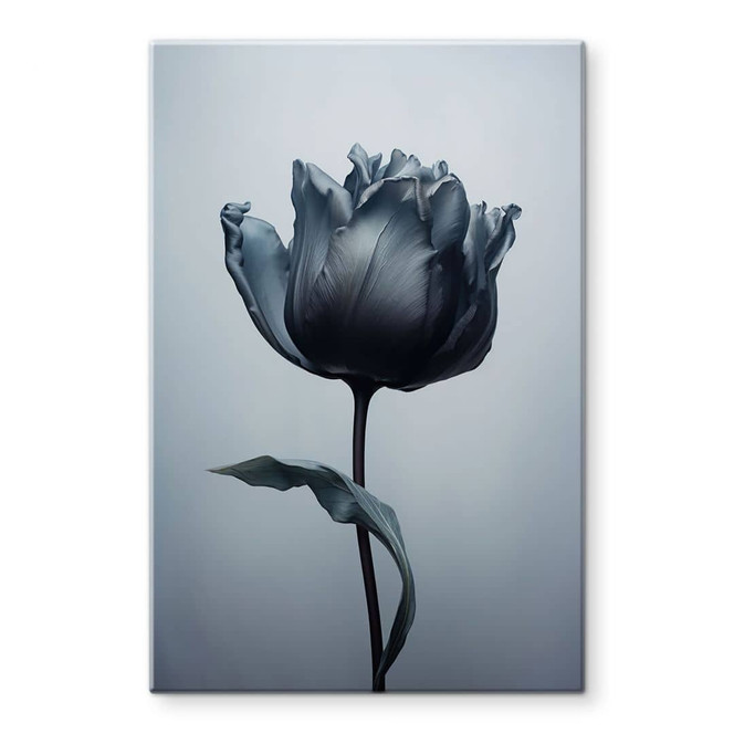 Glasbild Samtige Tulpe in Schwarz - Paksoylu