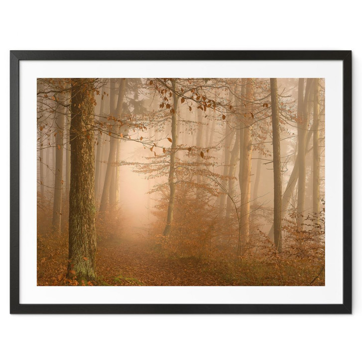 Poster Dunst und Licht im herbstlichen Wald - Maier - WA451574