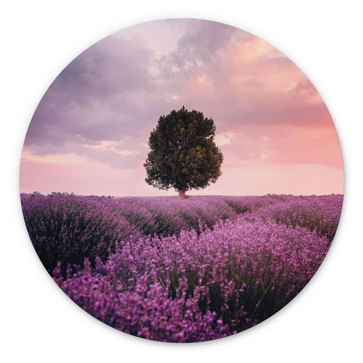 Wandbild Lila Lavendelfelder bei Sonnenuntergang - Cevik - Alu-Dibond Rund - WA421820