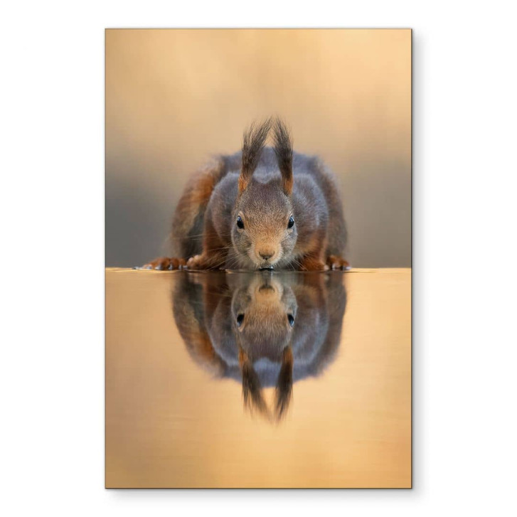 Wandbild Eichhörnchen am Wasser - van Duijn - Alu-Dibond - WA465072