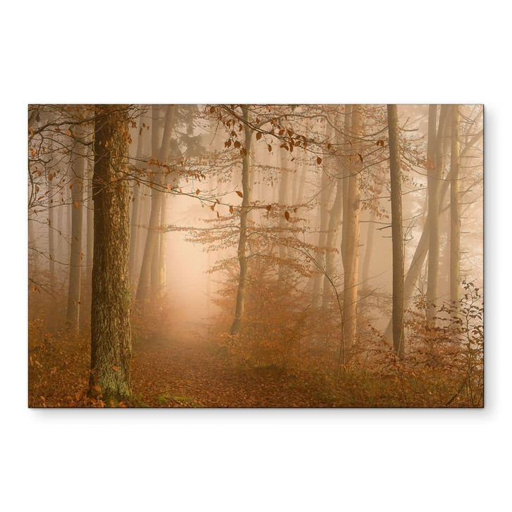 Wandbild Dunst und Licht im herbstlichen Wald - Maier - Alu-Dibond - WA449411