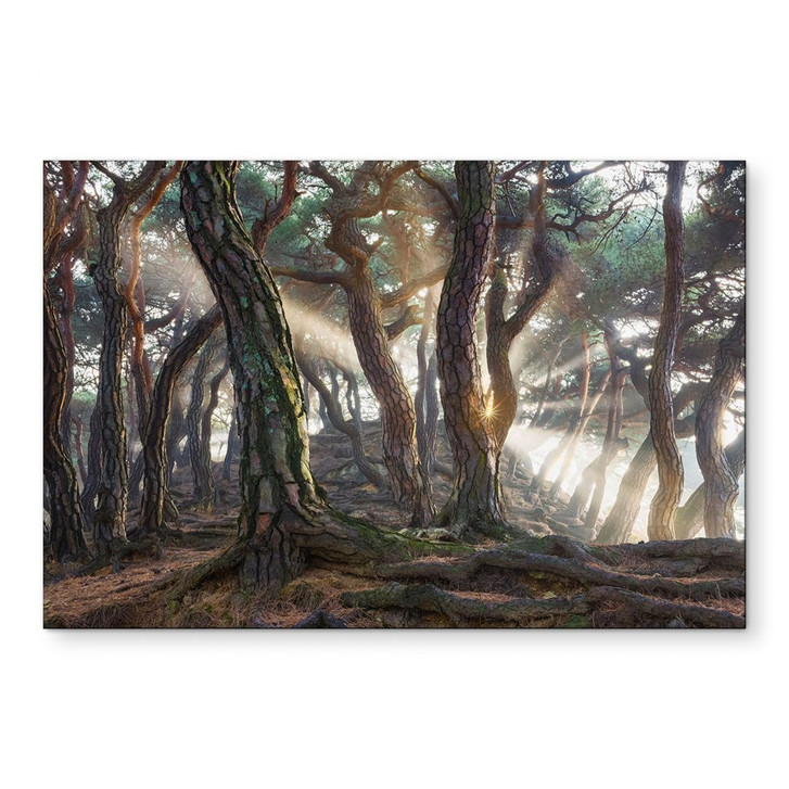 Wandbild Heiliger Kiefernwald - Ryu - Alu-Dibond - WA431278