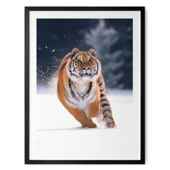 Poster Sibirischer Tiger im Schnee - van Duijn - WA473875