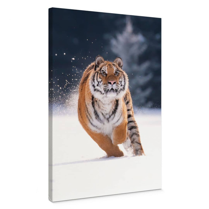 Leinwandbild Sibirischer Tiger im Schnee - van Duijn - WA472891