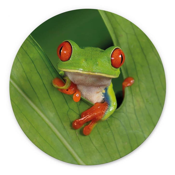 Wandbild Laubfrosch im Regenwald - van Duijn - Alu-Dibond - Rund - WA465093