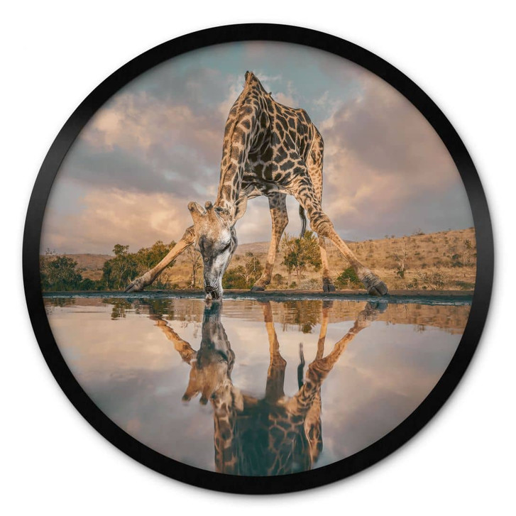 Tier Poster | Reflexion einer Giraffe in der Wildnis - Amtmann - Rund - WA433275