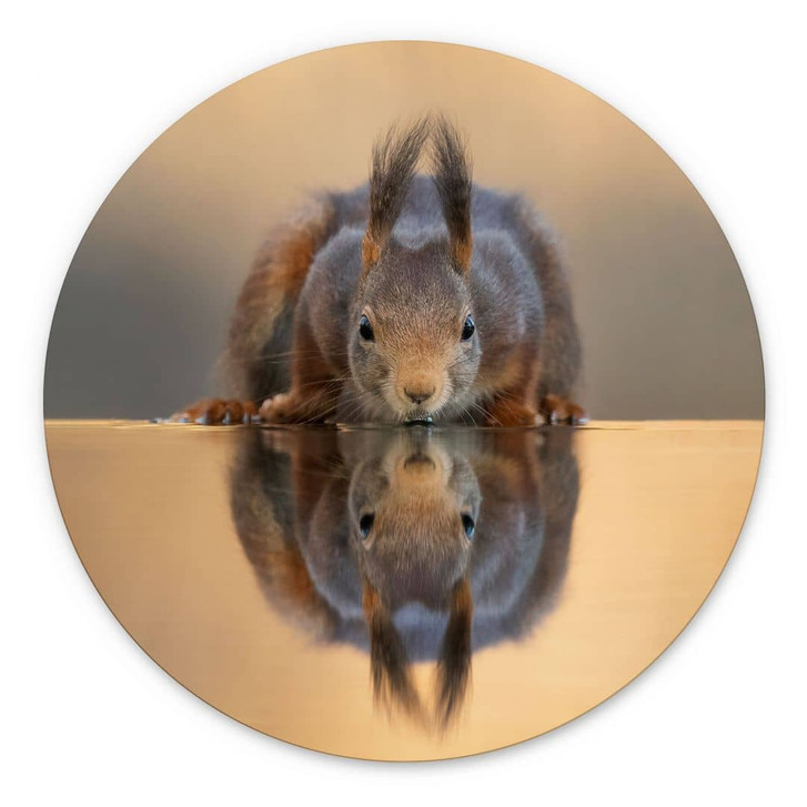 Wandbild Eichhörnchen am Wasser - van Duijn - Alu-Dibond - Rund - WA465061