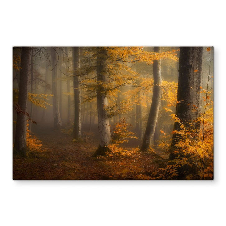 Glasbild Goldene Blätter im nebligen Wald - Maier - WA443695